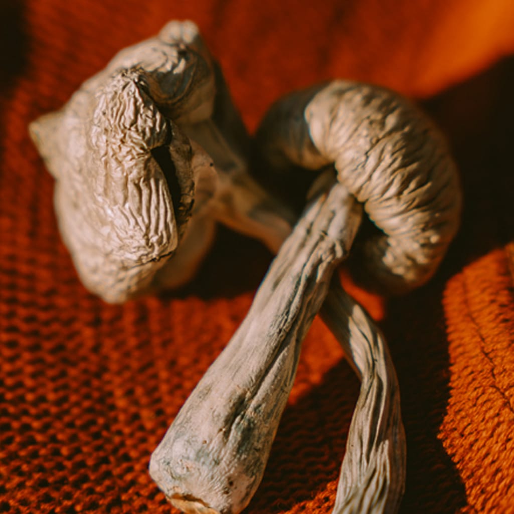 Dried Mushrooms