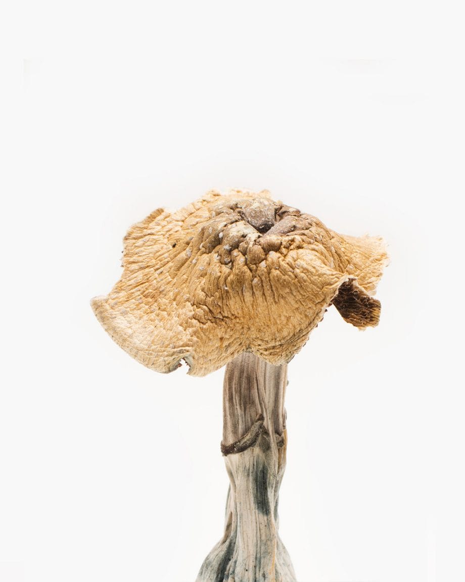 package of Burmese mushrooms from BC available in 3.5 to 28 grams, legal shipping