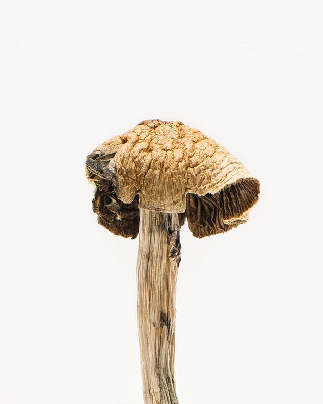 want a magic mushroom that is a blend of warm euphoria and sociability? Get Brazilian in Canada