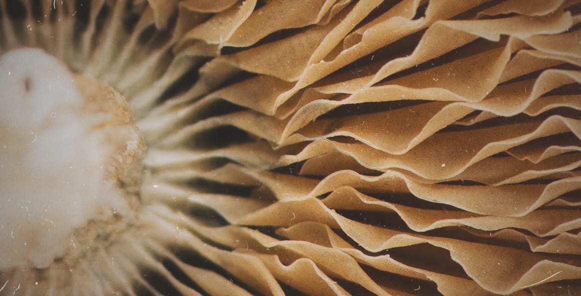 magicmushroomscanada magic mushrooms canada