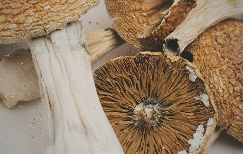 shroomscanada shrooms canada