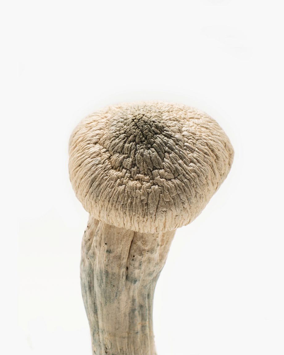Origin mushrooms Albino Penis Envy medium strength psychedelic mushrooms from BC Canada