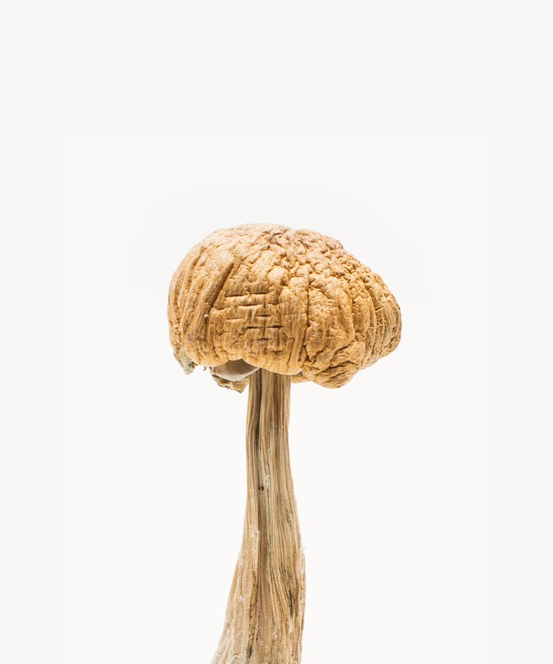 Origin mushrooms Mexican Cubensis start strength psychedelic mushrooms in Canada