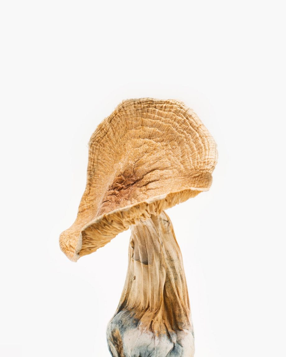 Origin Mushrooms Official Site Site - Origin AfricanKobe3 r