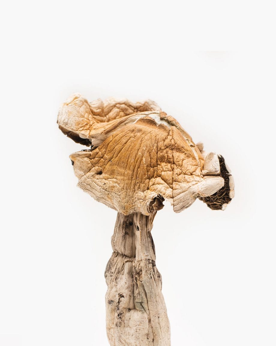 Origin Mushrooms Official Site Site - Origin Amazonians3 r