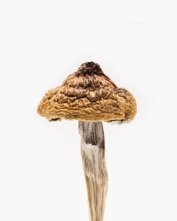 Origin Mushrooms Official Site Site - Origin B3 r