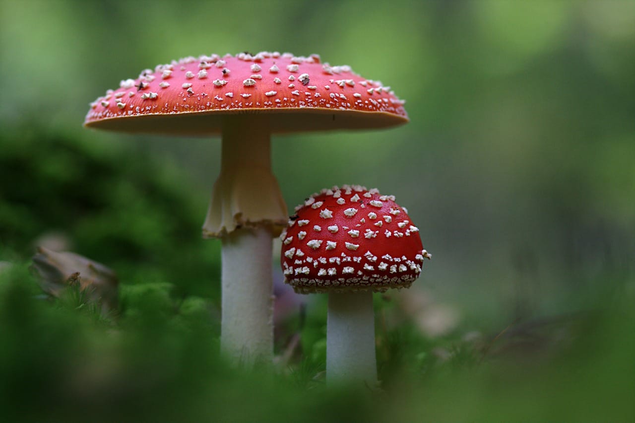 Where do Magic Mushrooms Grow