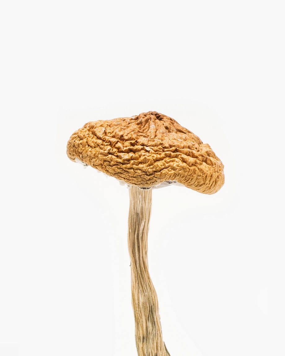 Origin mushrooms Wavy Z Cyanescens type of magic mushrooms is high potency