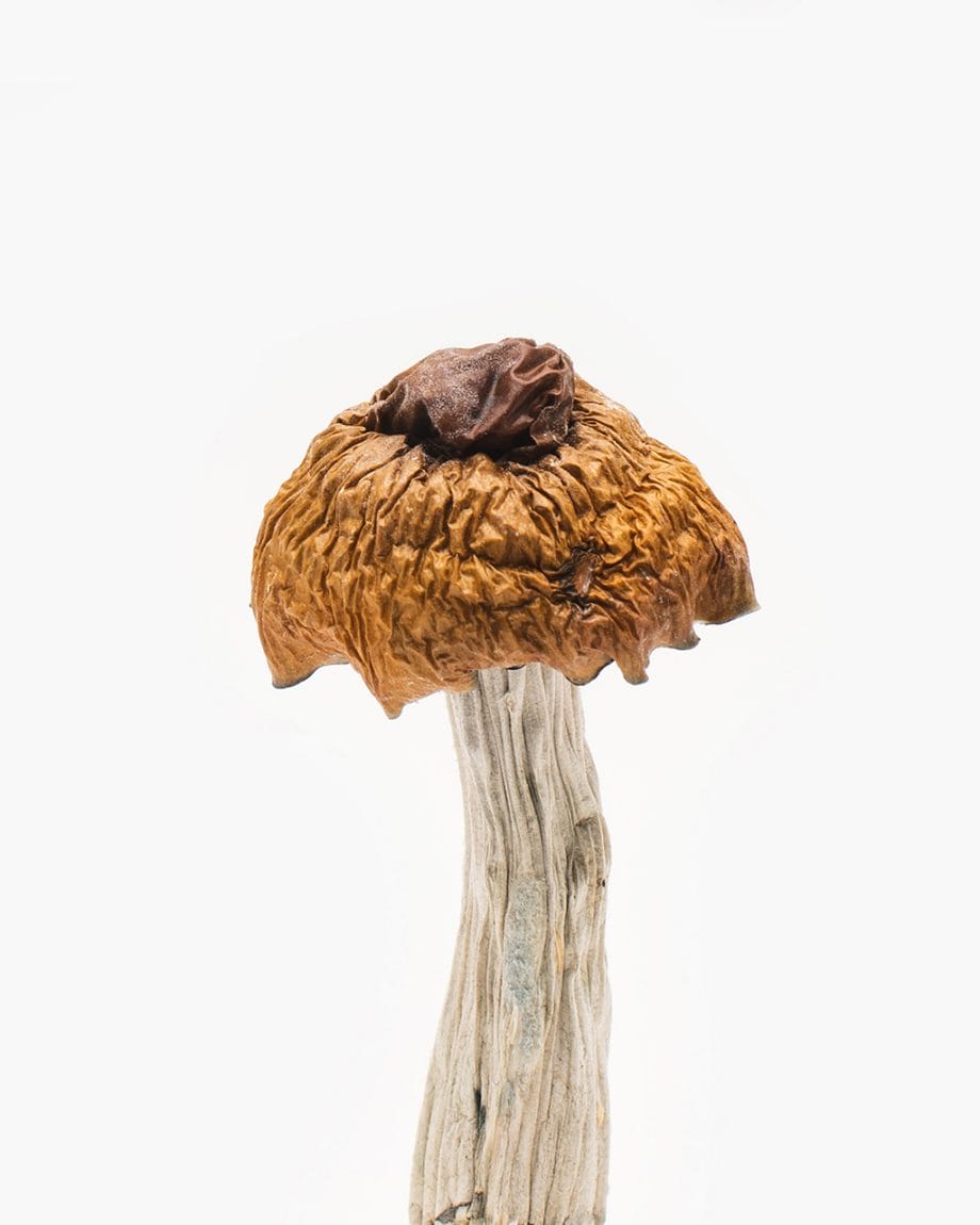 Martinique trippy mushrooms are an affordable and medium strength shroom wit ha 4 to 5 hour head trip