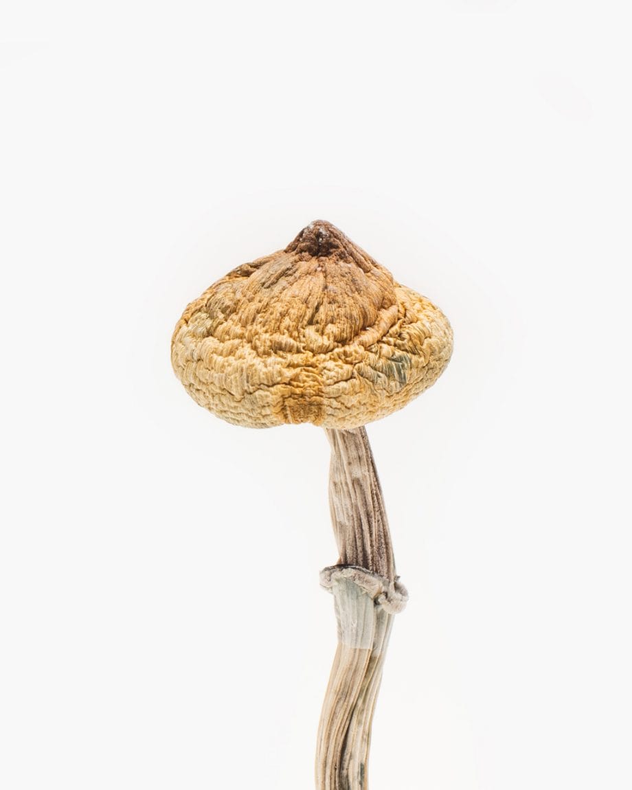 Buy Origin Mushrooms Super Thai psilocybin in Canada.