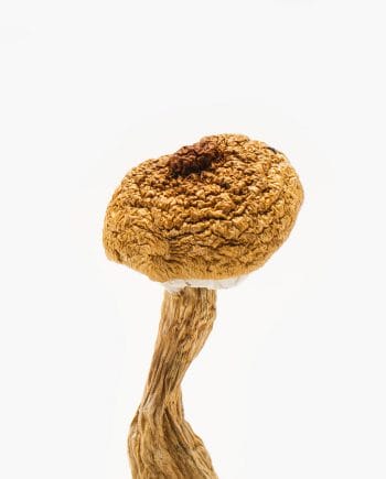 buy Origin mushroom's penis envy Psilocin and Psilocybe in Toronto and delivery everywhere in Canada    