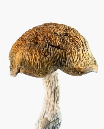 Origin Mushrooms Official Site Site - hawaiian 10 11 23 mushroom v2